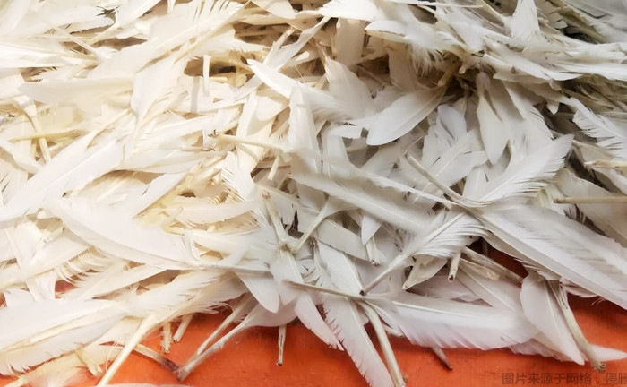 洗凈的白鴨毛進口報關(guān) 洗凈的白鴨毛進口報關(guān)