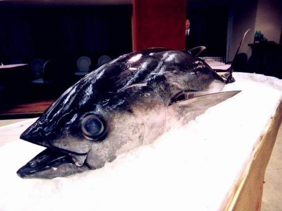 斯里蘭卡冰鮮金槍魚進(jìn)口報關(guān) 斯里蘭卡冰鮮金槍魚進(jìn)口報關(guān)