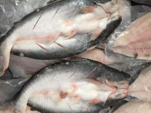 越南巴沙魚進(jìn)口報關(guān)代理