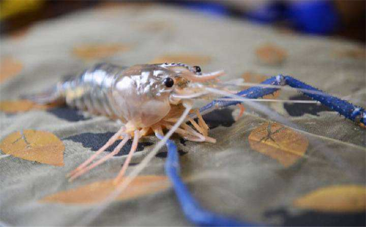 泰國蝦進(jìn)口報關(guān)代理公司