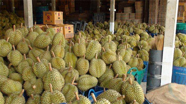 1592021788466686.jpg 馬來西亞榴蓮進(jìn)口