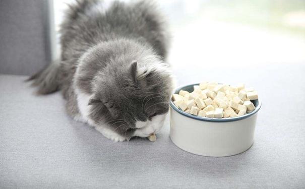 凍干寵物食品進(jìn)口報(bào)關(guān)的流程是怎樣的？