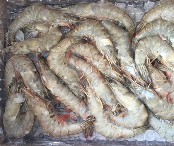 冷凍長額蝦進(jìn)口報(bào)關(guān)