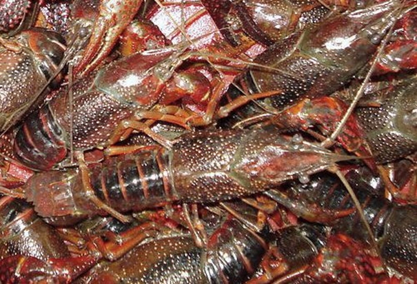 1630496373803384.jpg 上海進(jìn)口活龍蝦報(bào)關(guān)