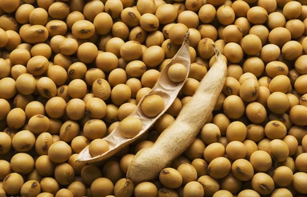 1634291448734501.jpg 大豆進(jìn)口清關(guān)代理