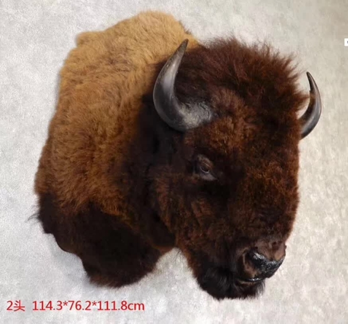 1638958788853374.jpg 北京進口野牛標(biāo)本清關(guān)代理