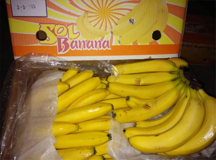 菲律賓進(jìn)口香蕉報關(guān)代理 (2).png