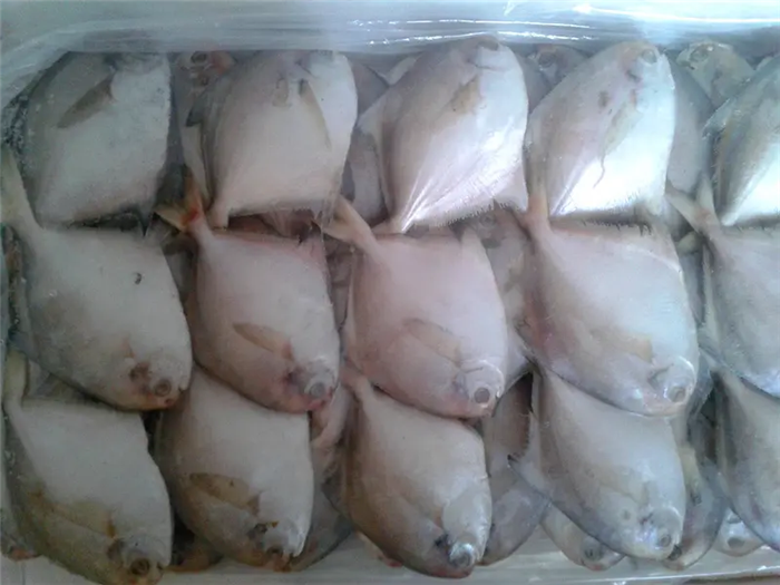 1670237182247313.png 冷凍白鯧魚進口報關(guān).png